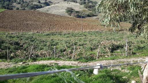 Altra categoria · Calascibetta (Enna)