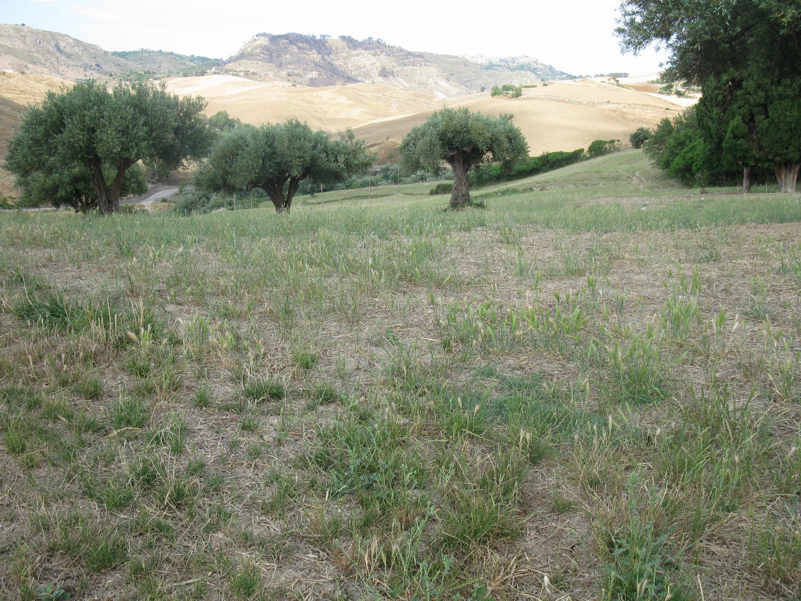 Altra categoria · Enna (Enna)