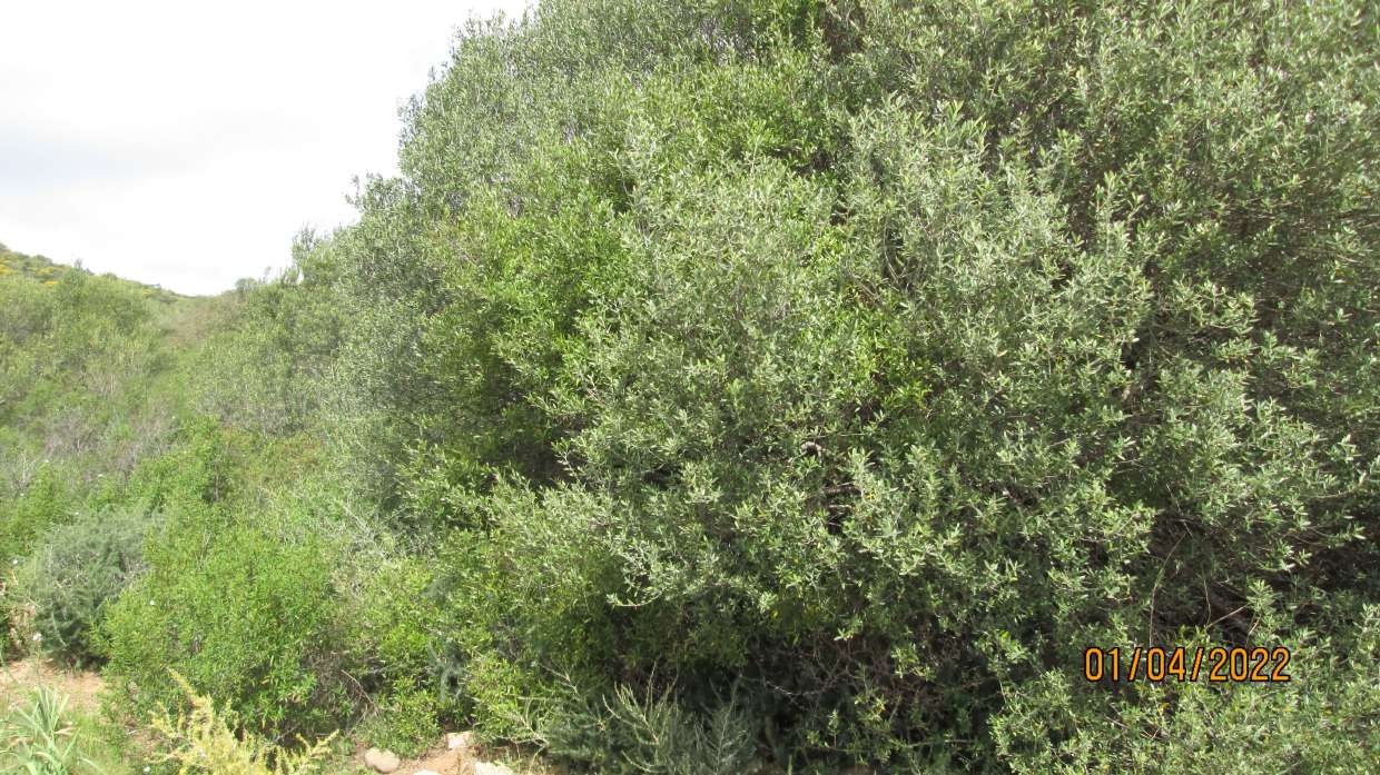 Altra categoria · Arzachena (Sassari)