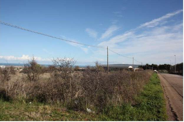 Altra categoria · San Nicandro Garganico (Foggia)