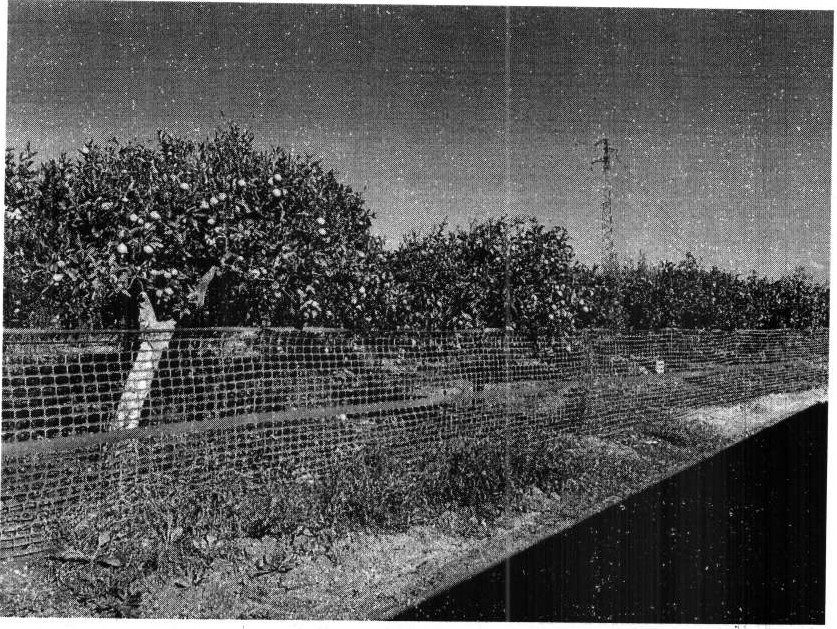 Altra categoria · Francofonte (Siracusa)