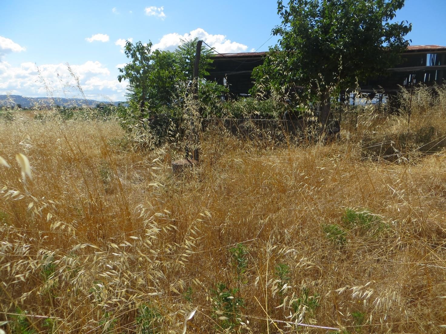 Altra categoria · Calvi (Benevento)