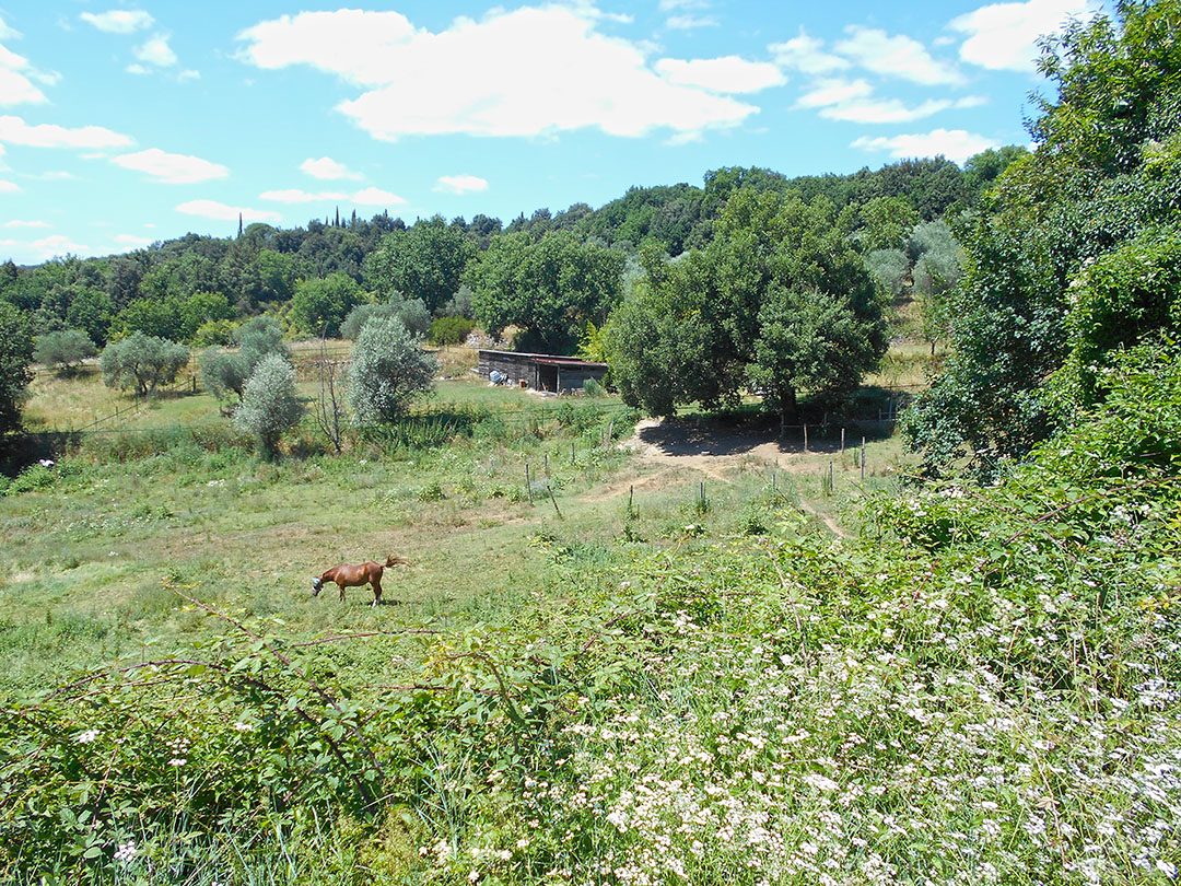 Altra categoria · Siena (Siena)