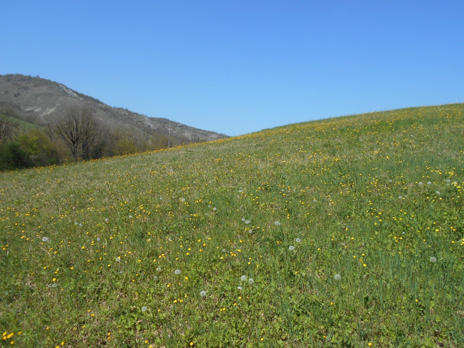 Altra categoria · Scandiano (Reggio Emilia)