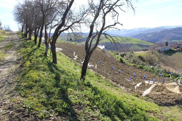 Altra categoria · Meldola (Forlì-Cesena)