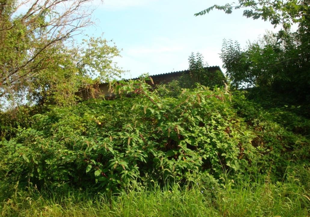 Immobile residenziale · Cerea (Verona)