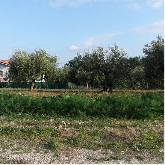 Altra categoria · Collecorvino (Pescara)