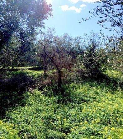 Immobile residenziale · Lentini (Siracusa)
