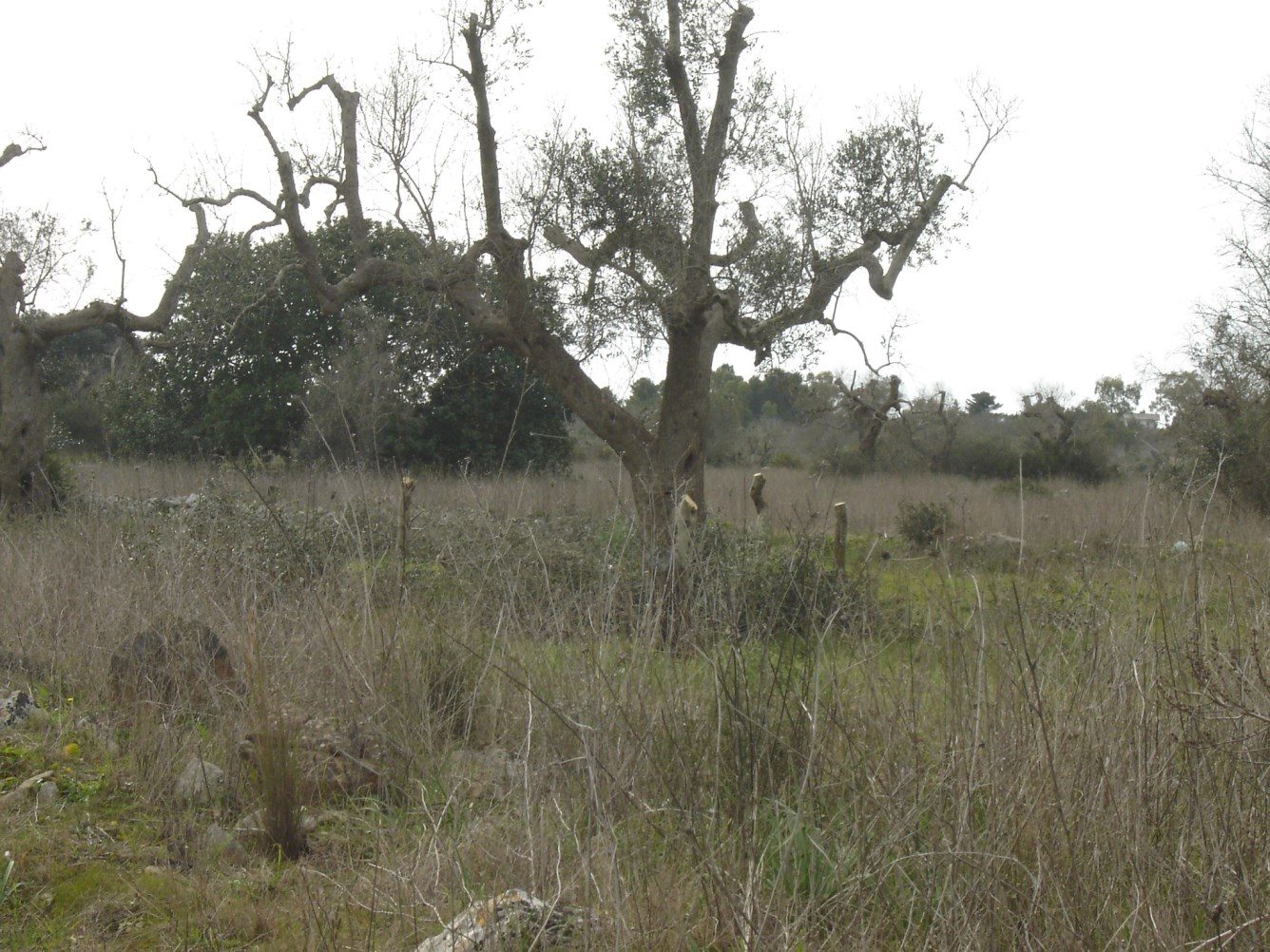 Altra categoria · Collepasso (Lecce)