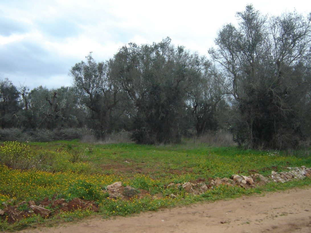 Altra categoria · Collepasso (Lecce)