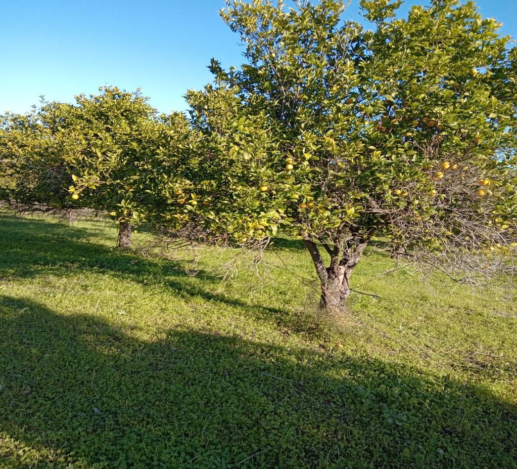 Altra categoria · Noto (Siracusa)