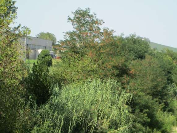 Altra categoria · Castelplanio (Ancona)