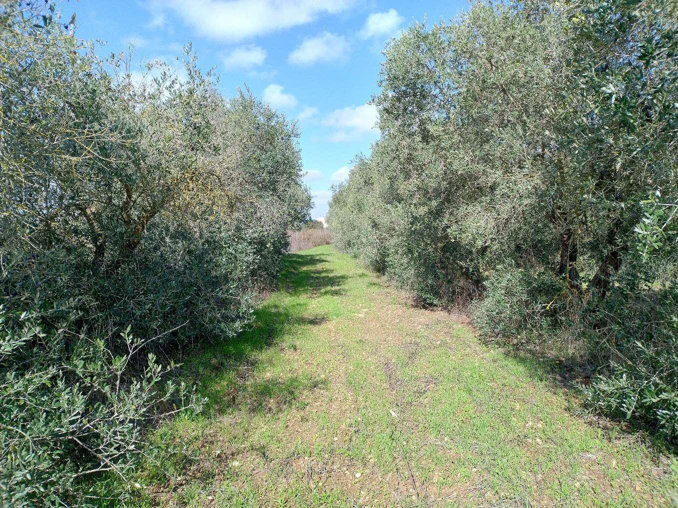 Altra categoria · Cavallino (Lecce)