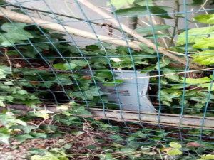 Immobile residenziale · Calto (Rovigo)