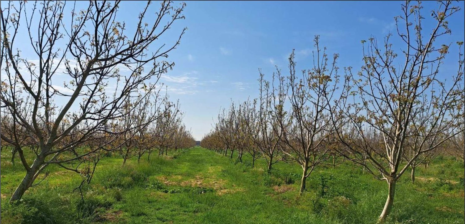 Altra categoria · Villadose (Rovigo)