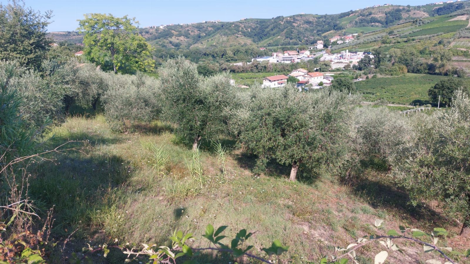 Altra categoria · Miglianico (Chieti)