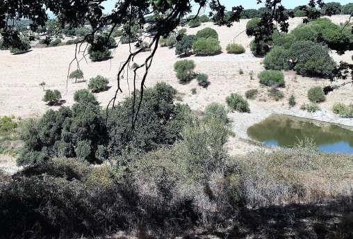 Altra categoria · Sarule (Nuoro)