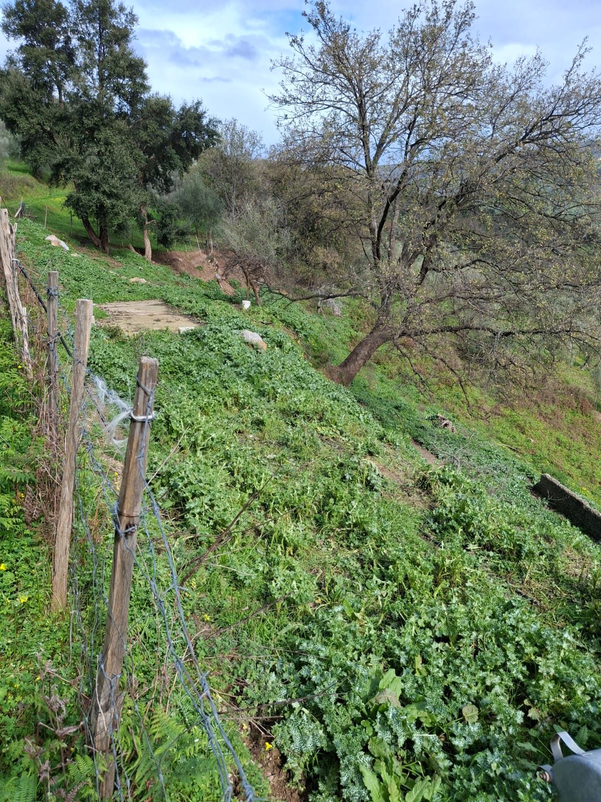 Altra categoria · Mirto (Messina)