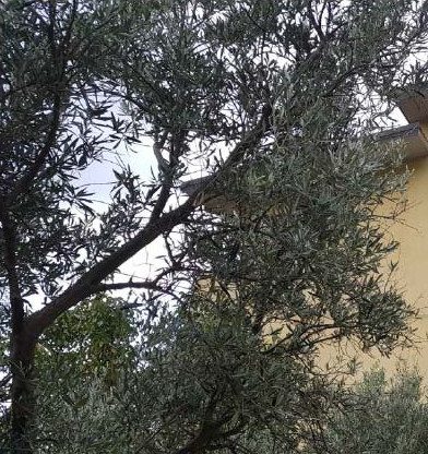 Immobile residenziale · Albi (Catanzaro)