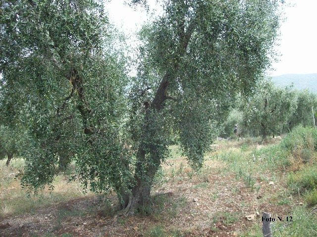 Altra categoria · Carpino (Foggia)