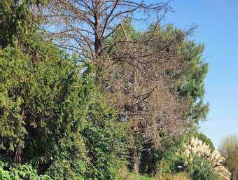 Altra categoria · Ozzero (Milano)