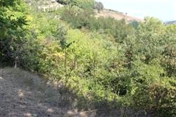 Altra categoria · Casacalenda (Campobasso)