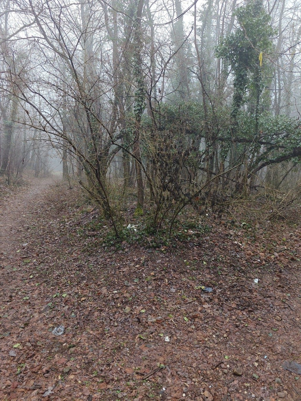 Altra categoria · Castellanza (Varese)