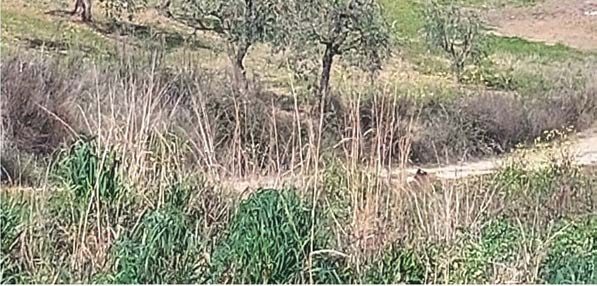 Altra categoria · Altomonte (Cosenza)