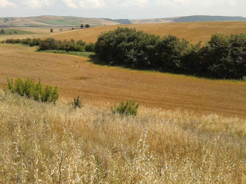 Altra categoria · Serracapriola (Foggia)