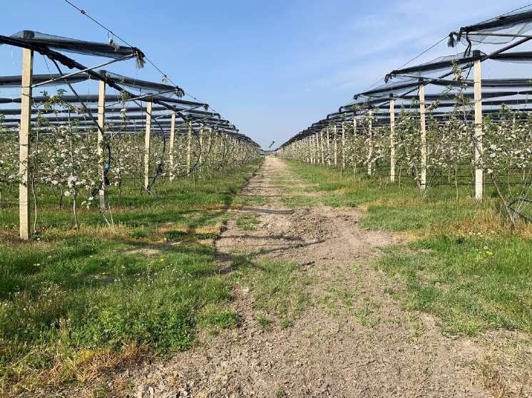 Altra categoria · Belfiore (Verona)