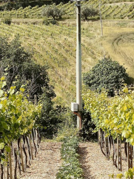 Altra categoria · Campofilone (Fermo)