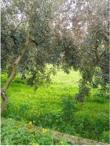 Altra categoria · Castelvetrano (Trapani)