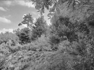 Altra categoria · Licciana Nardi (Massa-Carrara)